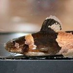 Chris Ralph - Instagram Profile Picture of Chris Ralph (@chris.ralph.330) on Instagram