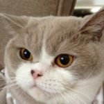 Profile Picture of James Fantastic Finn Geerlings (@life_of_a_classy_cat) on Instagram