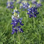 Profile Picture of Doug Bonney (@kiltic_productions) on Instagram