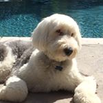 Profile Picture of Allison MacPherson (@alliemacp) on Instagram