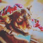 Profile Picture of Lilly Keller (@lillydogdays) on Instagram