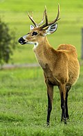 Profile Picture of Marsh deeron Wikipedia