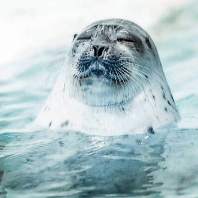 Profile Picture of Naomi Dong (@NaomiDong) on Twitter