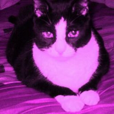 Profile Picture of Alison T. Bloom (@AlisonTBloom) on Twitter