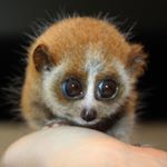 Profile Picture of Joe Dyson (@its.exotic1) on Instagram