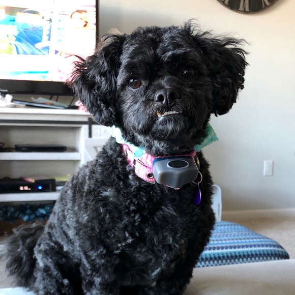 Profile Picture of Hannah Wollack (@pianoplayers) on Poshmark