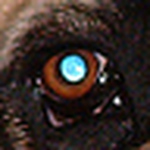 Profile Picture of Terry Bradshaw (@TerrySteelPanther) on Flickr