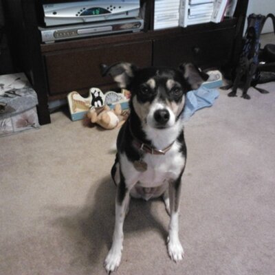 Dawn Laird - Twitter Profile Picture of Dawn Laird (@LairdDawn) on Twitter