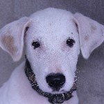 Profile Picture of Eric Johansen (@manoylittledog) on Instagram