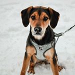 Profile Picture of Arlow J. Hambone (@arlow_james) on Instagram