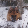 Profile Picture of Норман (@norman_gsd) on Tiktok