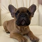 Profile Picture of Родители называют меня Рич (@richard__frenchbulldog) on Instagram