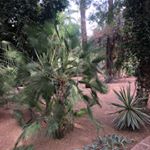 Profile Picture of Cecile voyou (@cecilevoyou) on Instagram