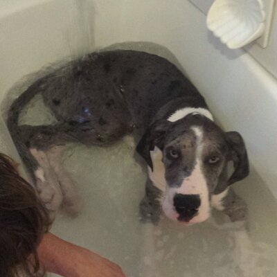 Profile Picture of Dan Bottomley (@1985Bottomley) on Twitter