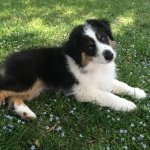 Profile Picture of Zelda West-Roberts (@zeldatheminiaussie) on Instagram