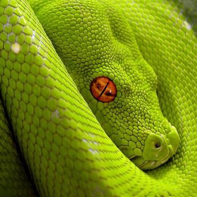 Profile Picture of Robert Wiese (@Coiling_Serpent) on Twitter