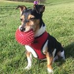 Profile Picture of Jeff : A Very Big Small Dog (@jeffthejack) on Instagram