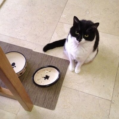 Profile Picture of Lisa Semel (@lisasemel) on Twitter