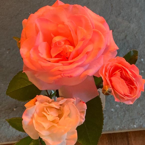 Profile Picture of Julie Beesmer (@juliebeesmer) on Poshmark