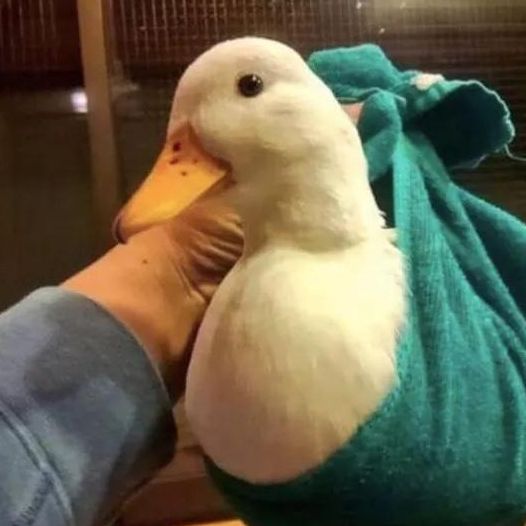 Profile Picture of James Shultis (@gayjames99) on Tiktok