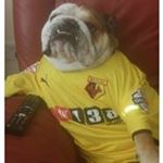 Profile Picture of Samuel Chisholme (@samuelchisholme) on Instagram