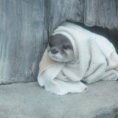 Profile Picture of 平野里咲 (@_lisahirano) on Twitter