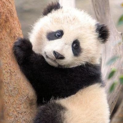 Profile Picture of Jeremiah Hodges (@jeremiahHodge19) on Twitter