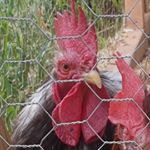 Chad - Instagram Profile Picture of Chad (@chads_account) on Instagram