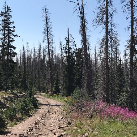 Profile Picture of Chandra Stewart (@poshycme) on Poshmark