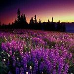 Profile Picture of Paula Dunlap-Hillock (@dunlaphillock) on Instagram