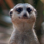 Profile Picture of Mercedes Claramunt (@claramunt.merche) on Flickr