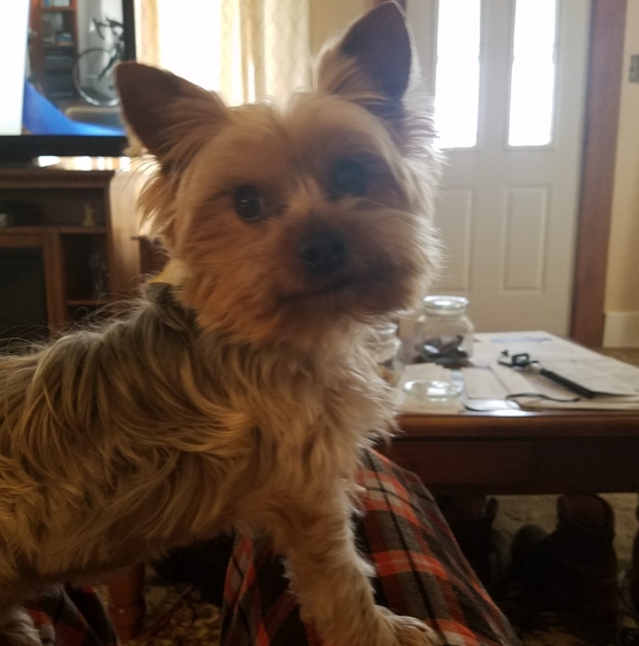 Profile Picture of David Westover (@scoc04) on Poshmark