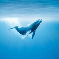 Profile Picture of Alexander Shah (@sinykit) on Myspace