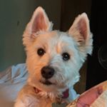 Profile Picture of Maureen Curtis (@ktownmotherbear) on Instagram