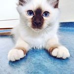 James the birman 🐾 - Instagram Profile Picture of James the birman 🐾 (@james_thebirman) on Instagram