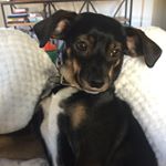 Profile Picture of Augustus Auggie O'Neal (@auggie_the_watch_doggy) on Instagram