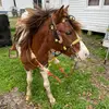 Profile Picture of sebastian 🐴🐎 (@eusebio_011113) on Tiktok