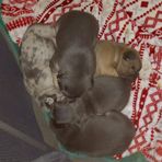 Profile Picture of Mitchell's Frenchies (@Mitchells-Frenchies) on Facebook