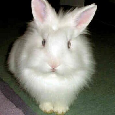 Profile Picture of SPN Bunny Tales (@SPN_Sarita) on Twitter