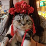 Profile Picture of hanaliuye (@hanaliuye) on Instagram