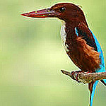 Profile Picture of David (@white throatet kingfisher) on Flickr