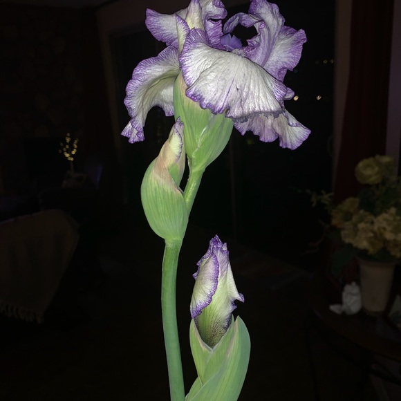 Shirley Bissot - Poshmark Profile Picture of Shirley Bissot (@sbissot) on Poshmark