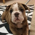 Profile Picture of Ivy Bryant (@ivy_the_aussiebulldog) on Instagram