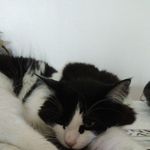 Profile Picture of Violette Roberge (@violette.roberge) on Instagram