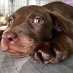 Profile Picture of Chris (@chris_zorna) on Instagram