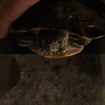 Profile Picture of Randy McGarvey (@randy_the_turtle) on Instagram