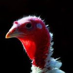 Andrew Meehan - Instagram Profile Picture of Andrew Meehan (@meehantokyo) on Instagram