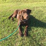 Profile Picture of Greg Yarbrough (@grumpkin2) on Instagram