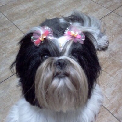 Profile Picture of Bianca Salmon (@salmonbia) on Twitter