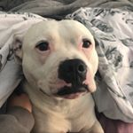 Profile Picture of REX (@chunkyboy.rex) on Instagram